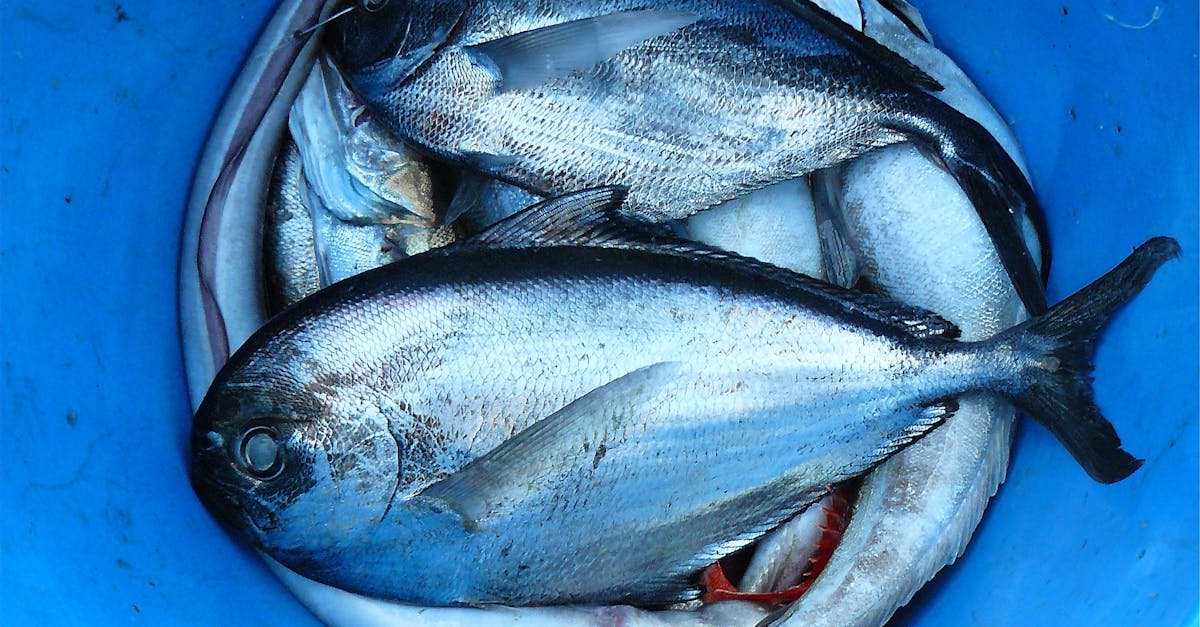 Roundup of Popular Low Histamine Saltwater Fish