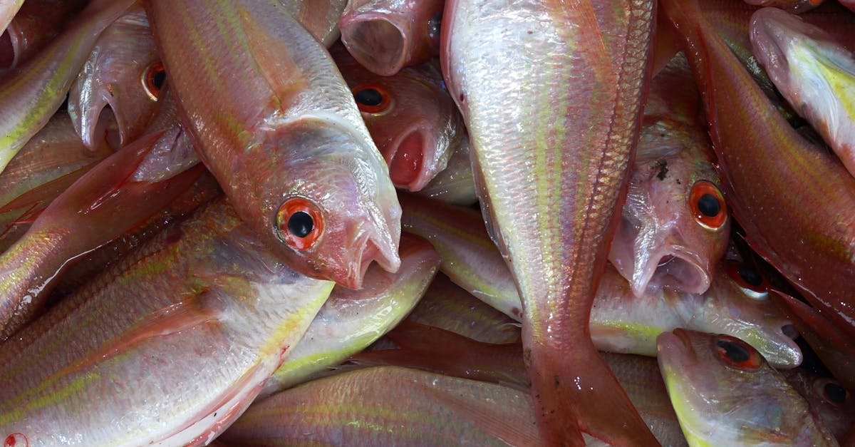 What are the Health Benefits of Low Histamine Fish