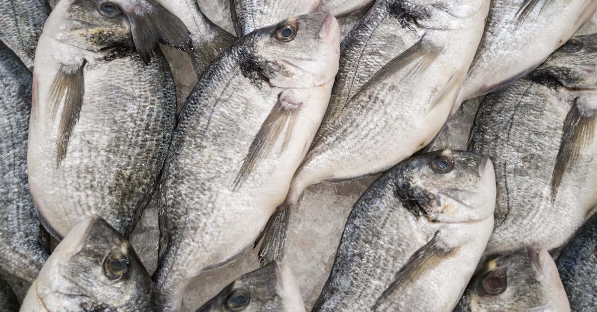 What are the Health Benefits of Low Histamine Fish