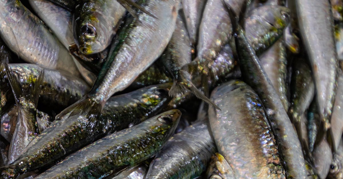 What to Know About Freshwater Fish and Histamine Levels