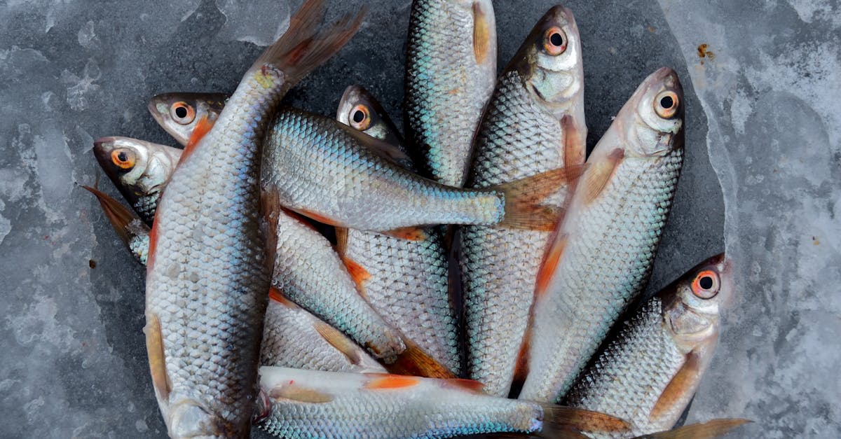 What to Look for When Buying Frozen Low Histamine Fish