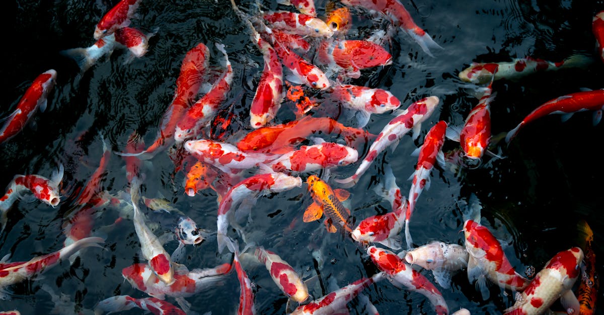 What Types of Fish Are Low in Histamine